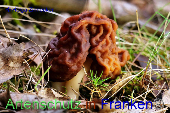 © Artenschutz in Franken® / Helga Zinnecker Bild zum Eintrag (1048408-160)