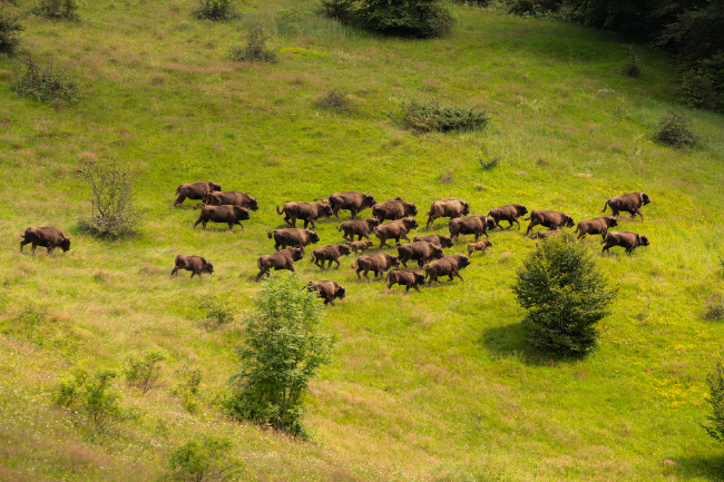 © Foto: Christoph Wagner/Nationalpark Bayerischer Wald Bild zum Eintrag (1048481-160)
