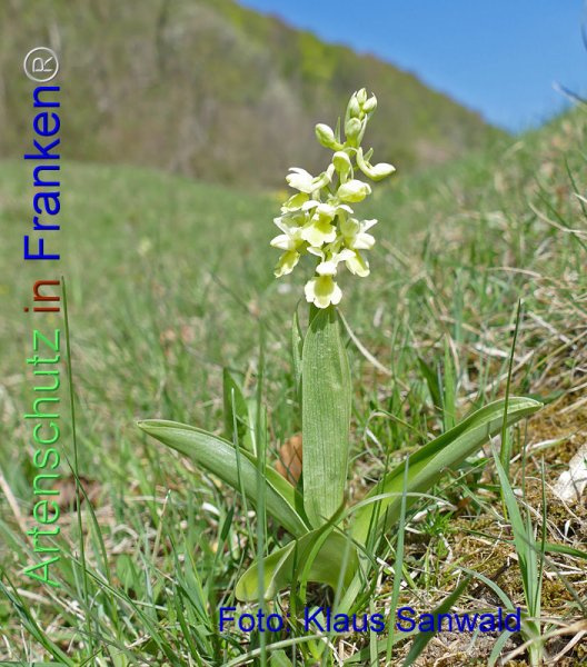 © Artenschutz in Franken® / Klaus Sanwald Bild zum Eintrag (1048573-160)