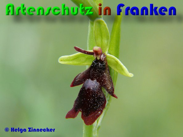 Ā© Artenschutz in FrankenĀ® / Helga Zinnecker Bild zum Eintrag (1048579-160)