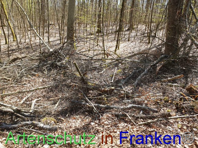 Ā© Artenschutz in FrankenĀ® Bild zum Eintrag (1048666-160)