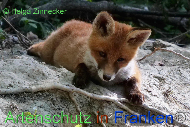 Ā© Artenschutz in FrankenĀ® / Helga Zinnecker Bild zum Eintrag (1048816-160)
