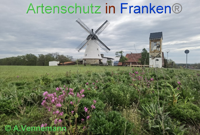Ā© Artenschutz in FrankenĀ® / Vennemann Bild zum Eintrag (1048955-160)
