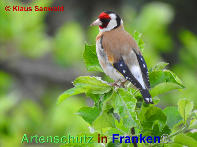 © Artenschutz in Franken® / Klaus Sanwald Bild zum Eintrag (1049046-160)