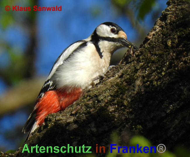 Bild zum Eintrag (1049091-160)