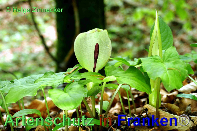 © Artenschutz in Franken® / Helga Zinnecker Bild zum Eintrag (1049120-160)