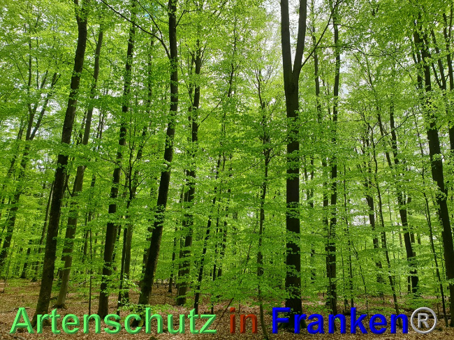 © Artenschutz in Franken® Bild zum Eintrag (1049166-160)