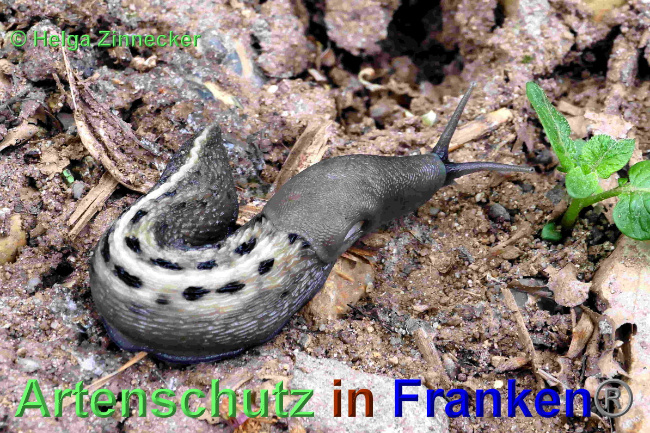 © Artenschutz in Franken® / Helga Zinnecker Bild zum Eintrag (1049236-160)