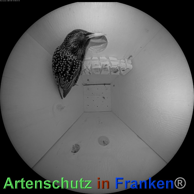 © Artenschutz in Franken® Bild zum Eintrag (1049322-160)