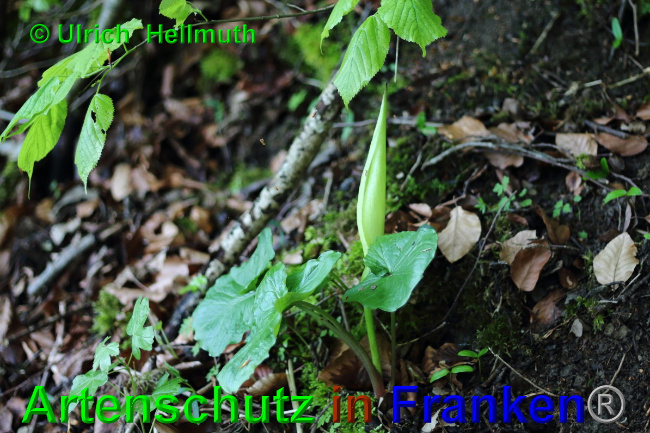 © Artenschutz in Franken® / Ulrich Hellmuth Bild zum Eintrag (1049401-160)