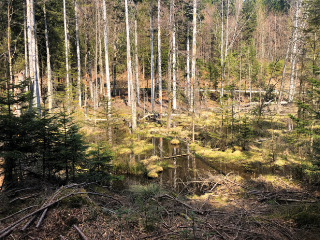 © (Foto: Sandra Schrönghammer / Nationalpark Bayerischer Wald) Bild zum Eintrag (1049403-160)