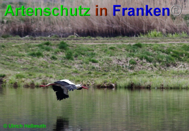 © Artenschutz in Franken® / Ulrich Hellmuth Bild zum Eintrag (1049405-160)
