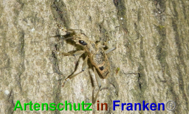 © Artenschutz in Franken® / Jasmin Wegener Bild zum Eintrag (1049452-160)