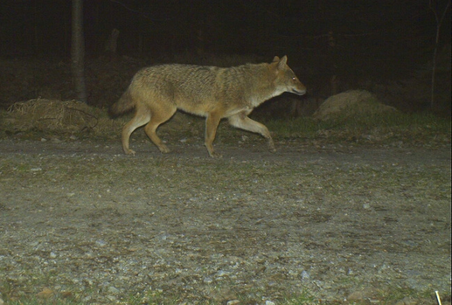© Nationalparkverwaltung Bayerischer Wald Bild zum Eintrag (1049488-160)
