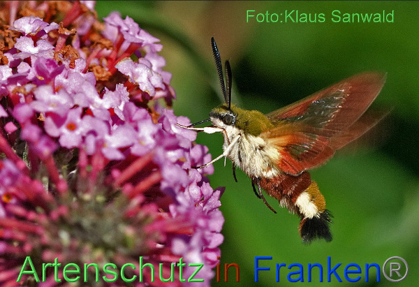 © Artenschutz in Franken® / Klaus Sanwald Bild zum Eintrag (1049710-160)