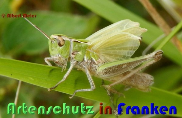 © Artenschutz in Franken® / Albert Meier Bild zum Eintrag (1049716-160)