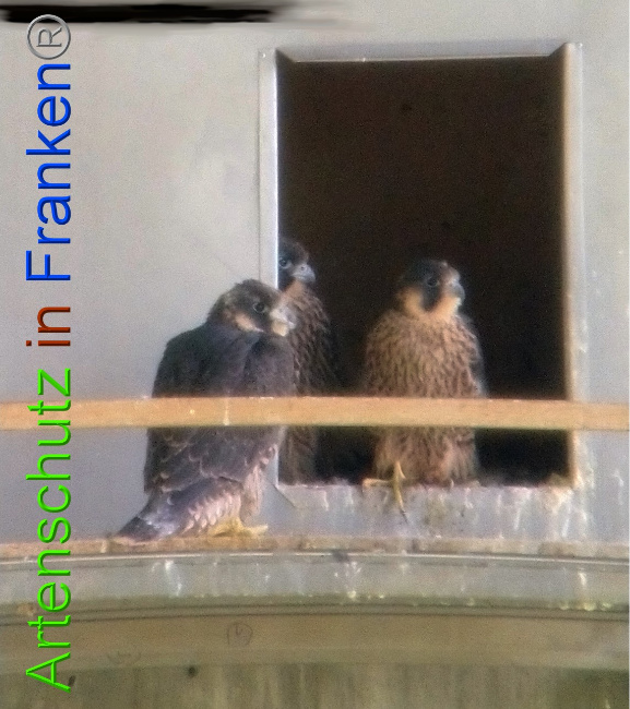 © Artenschutz in Franken® Bild zum Eintrag (1049916-160)
