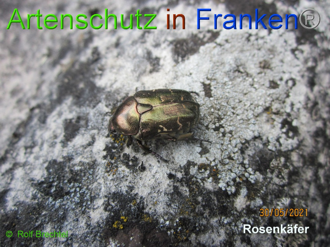 © Artenschutz in Franken® / Rolf Brechtel Bild zum Eintrag (1049934-160)