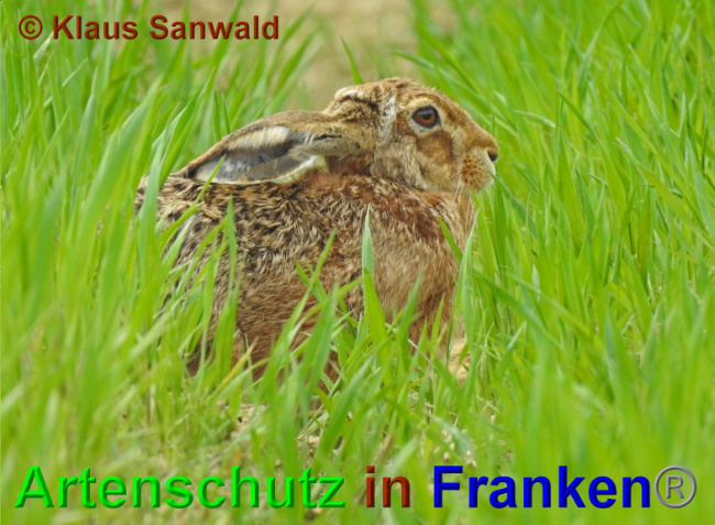© Artenschutz in Franken® / Klaus Sanwald Bild zum Eintrag (1049979-160)