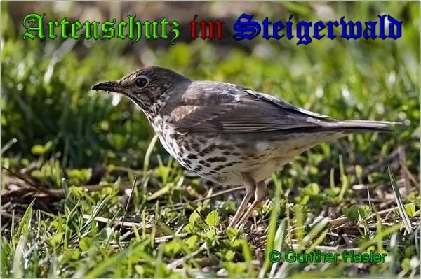 © Artenschutz in Franken® / Gunther Hasler Bild zum Eintrag (1050052-160)