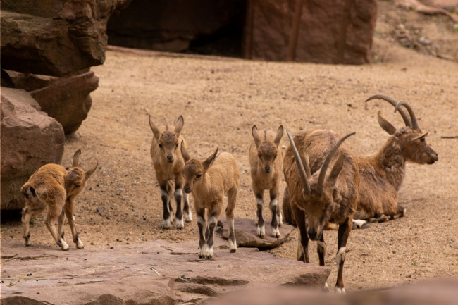 © ZOOLOGISCHER GARTEN MAGDEBURG gGmbH Bild zum Eintrag (1050224-160)