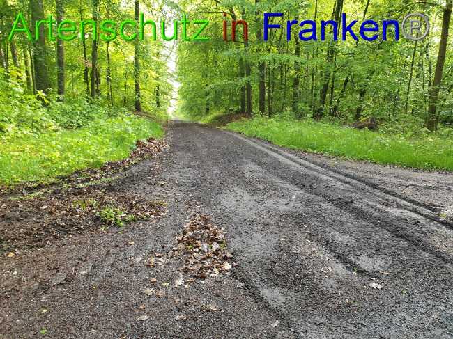 © Artenschutz in Franken® Bild zum Eintrag (1050302-160)