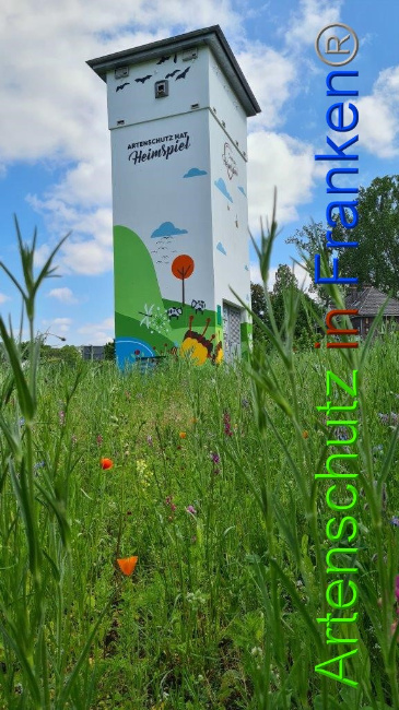 © Artenschutz in Franken® / Sonfeld Bild zum Eintrag (1050321-160)