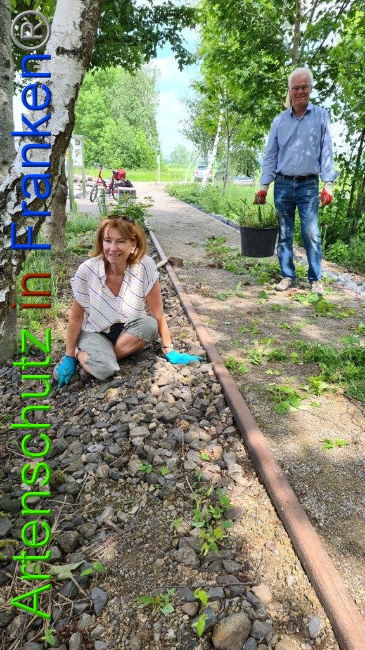 © Artenschutz in Franken® / Sonfeld Bild zum Eintrag (1050362-160)