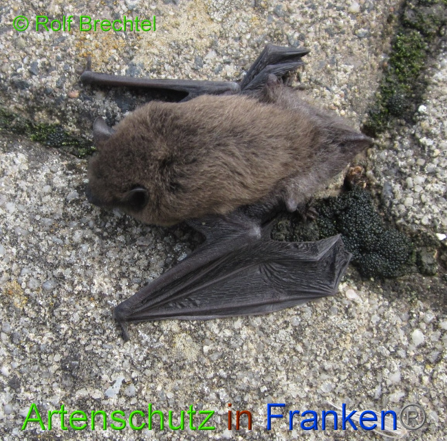 © Artenschutz in Franken® / Rolf Brechtel Bild zum Eintrag (1050389-160)