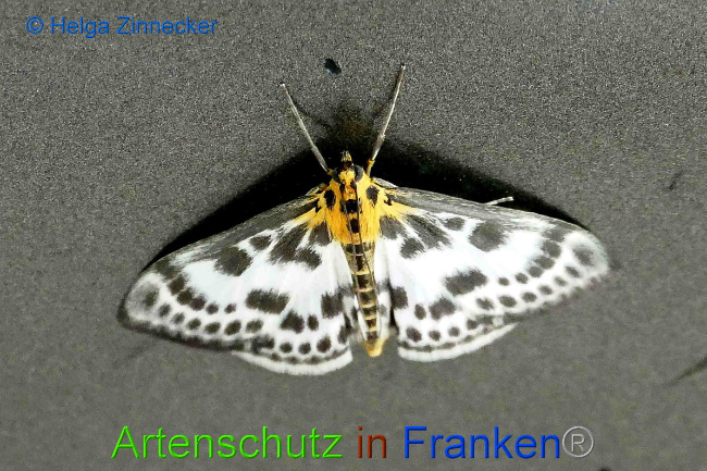 © Artenschutz in Franken® / Helga Zinnecker Bild zum Eintrag (1050443-160)