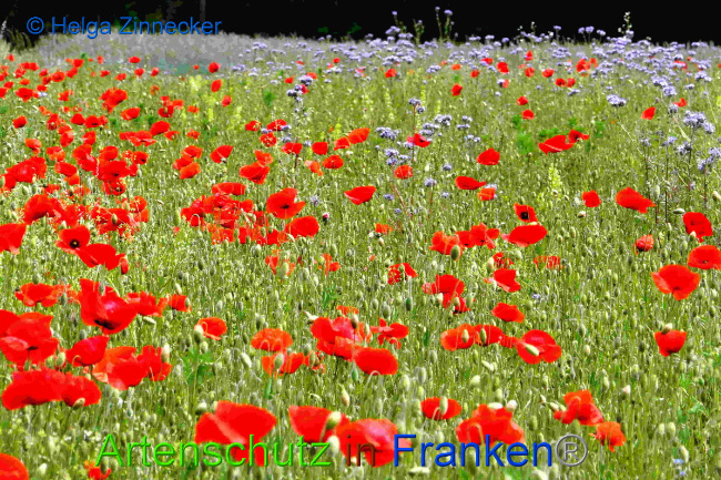 © Artenschutz in Franken® Bild zum Eintrag (1050447-160)