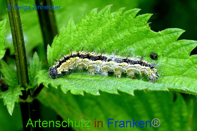 © Artenschutz in Franken® / Helga Zinnecker Bild zum Eintrag (1050455-160)