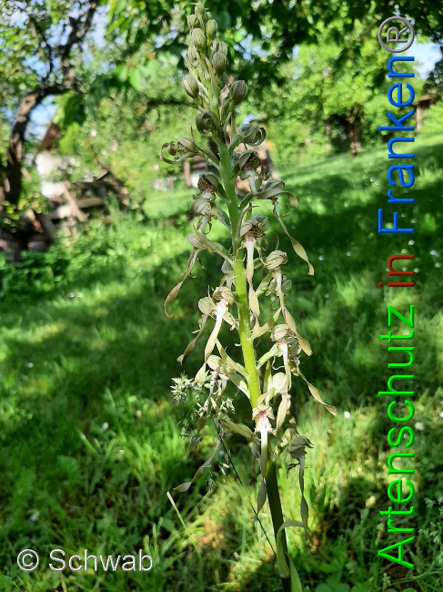 © Artenschutz in Franken® / Schwab Bild zum Eintrag (1050601-160)