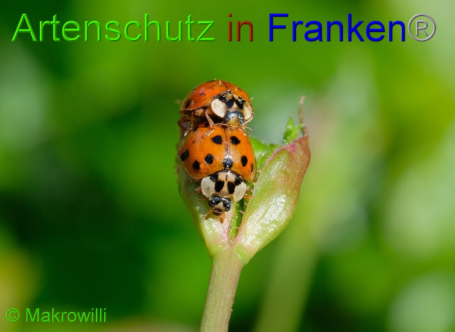 © Artenschutz in Franken® / Makrowilli Bild zum Eintrag (1050687-160)