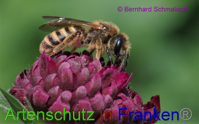 © Artenschutz in Franken® / Bernhard Schmalisch Bild zum Eintrag (1050801-160)