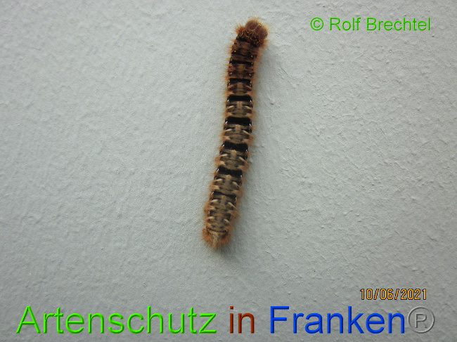© Artenschutz in Franken® / Rolf Brechtel Bild zum Eintrag (1050914-160)
