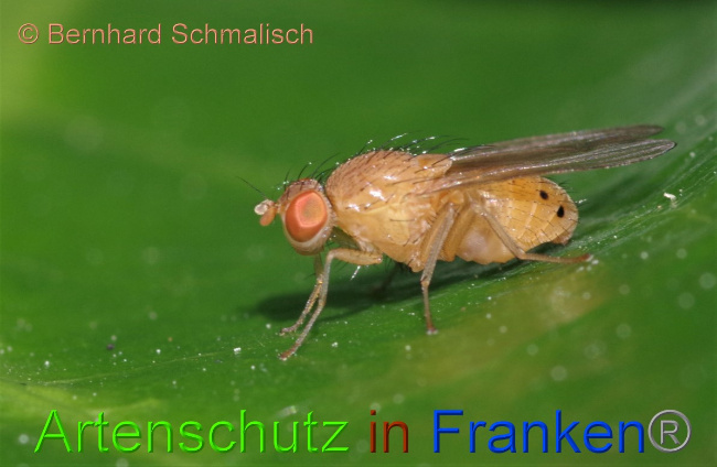 © Artenschutz in Franken® / Bernhard Schmalisch Bild zum Eintrag (1050920-160)
