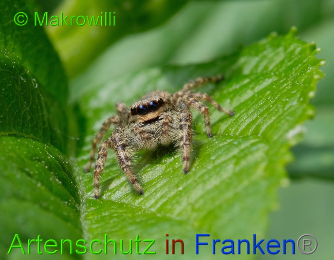 © Artenschutz in Franken® / Makrowilli Bild zum Eintrag (1051034-160)