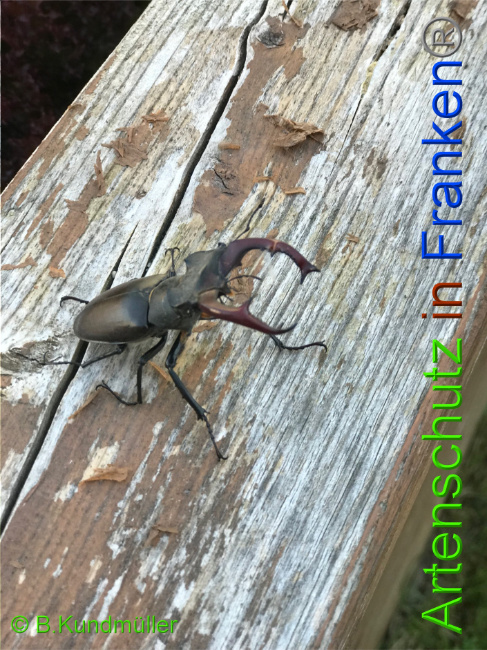 © Artenschutz in Franken® / B.Kundmüller Bild zum Eintrag (1051066-160)