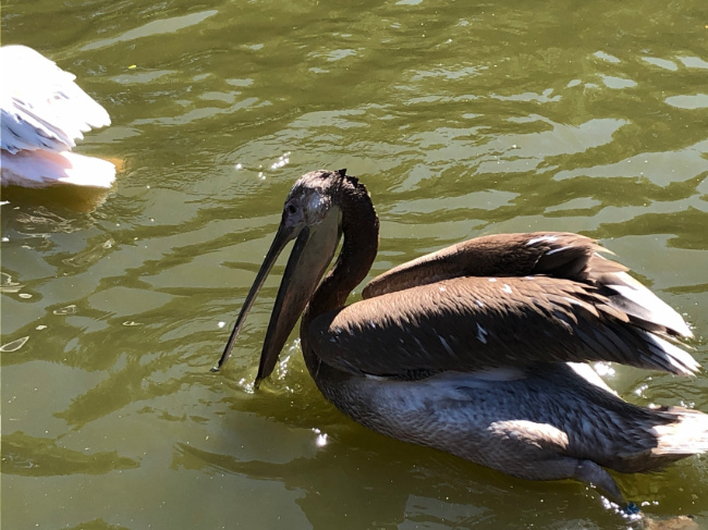 © ZOOLOGISCHER GARTEN MAGDEBURG gGmbH Bild zum Eintrag (1051301-160)