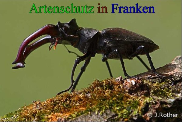 © Artenschutz in Franken® / Johannes Rother Bild zum Eintrag (1051307-160)