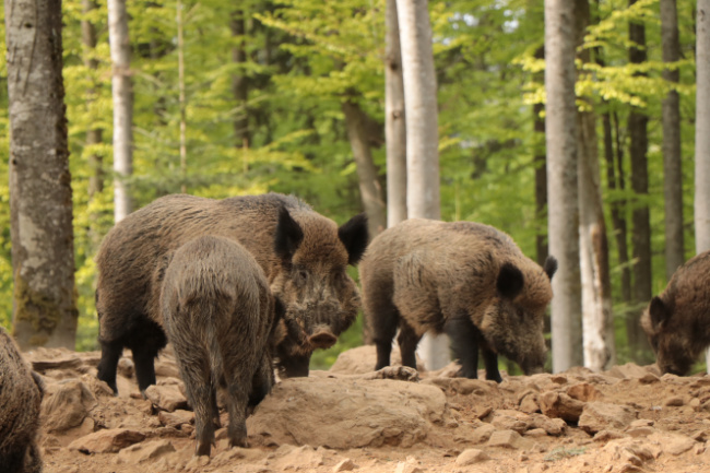 © Foto: Gregor Wolf / Nationalpark Bayerischer Wald Bild zum Eintrag (1051359-160)