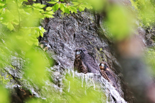 ©Foto: Michael Pscheidl/Nationalpark Bayerischer Wald Bild zum Eintrag (1051365-160)