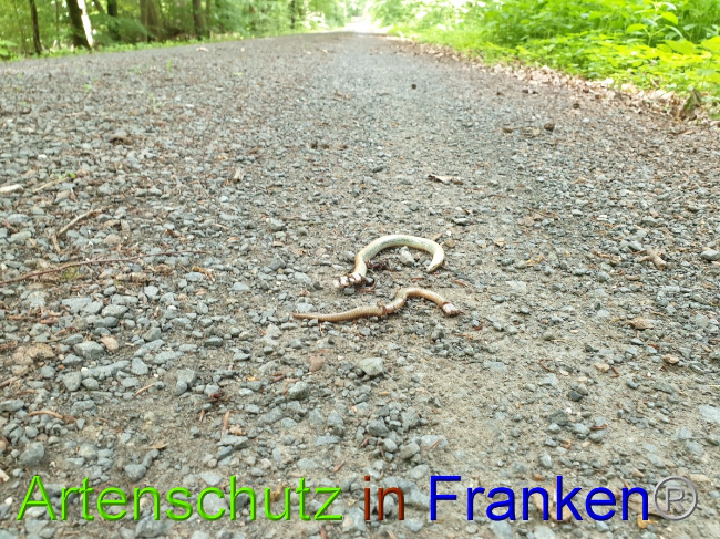© Artenschutz in Franken® Bild zum Eintrag (1051368-160)