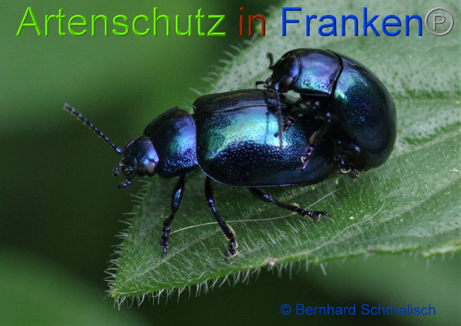 © Artenschutz in Franken® / Bernhard Schmalisch Bild zum Eintrag (1051545-160)