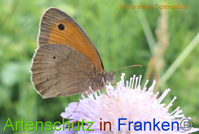© Artenschutz in Franken® / Bernhard Schmalisch Bild zum Eintrag (1051555-160)