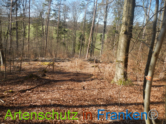 © Artenschutz in Franken® Bild zum Eintrag (1051733-160)