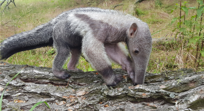 © ZOOLOGISCHER GARTEN MAGDEBURG gGmbH Bild zum Eintrag (1051827-160)