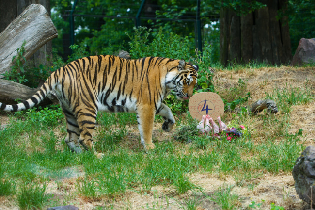 © ZOOLOGISCHER GARTEN MAGDEBURG gGmbH Bild zum Eintrag (1051839-160)