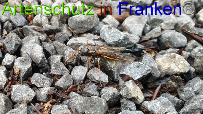 Ā© Artenschutz in FrankenĀ® / Jasmin Wegener Bild zum Eintrag (1051873-160)